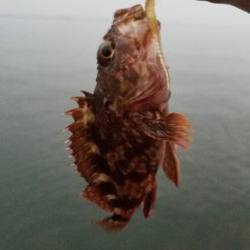 狙いはアジです!