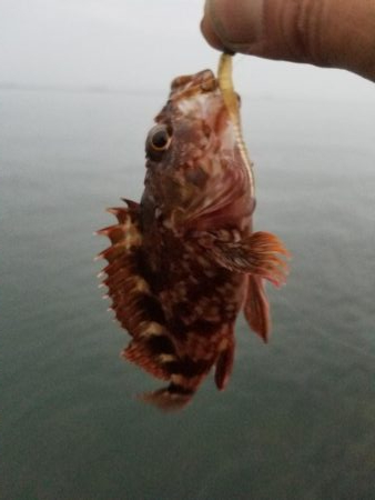 狙いはアジです!