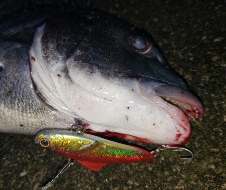 朝まずめシーバス泣チヌ笑