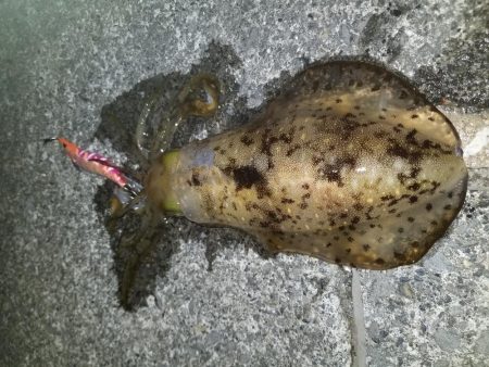 まさかの二キロアップ♪♪