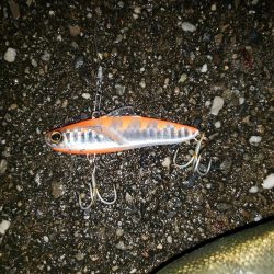 シーバスナイトゲーム