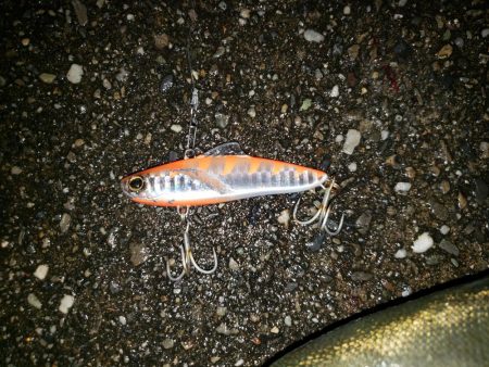 シーバスナイトゲーム