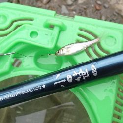 近所の水路で入れ食いを楽しむ(5)