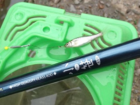 近所の水路で入れ食いを楽しむ(5)