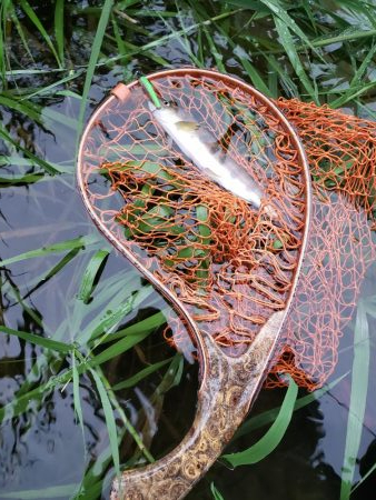 放流魚が多かったけど、、、