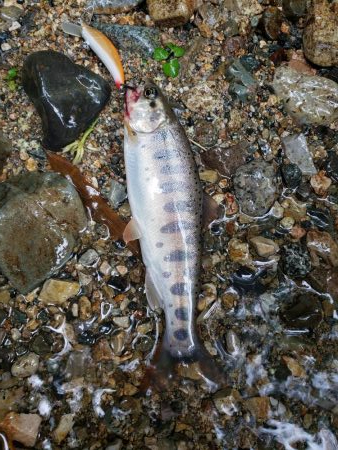 水位高く渓流にまわりました。
