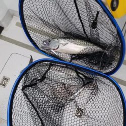 マリンホロボ周辺ジギング