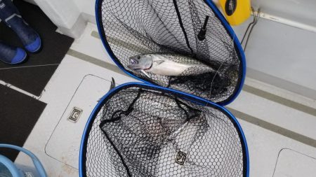 マリンホロボ周辺ジギング