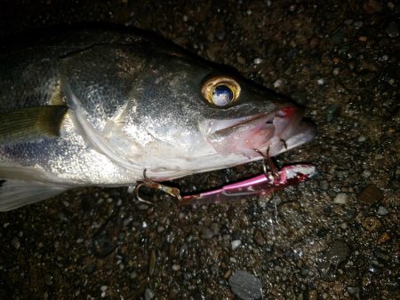 シーバスナイトゲーム