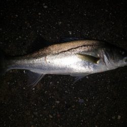 シーバスナイトゲーム