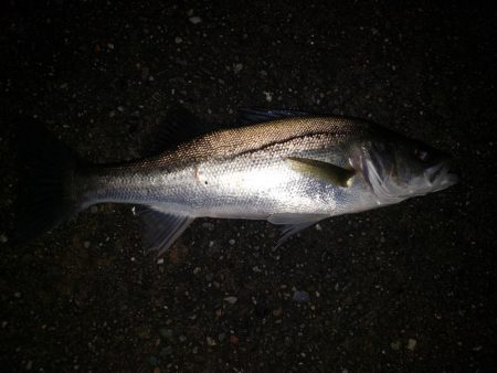 シーバスナイトゲーム