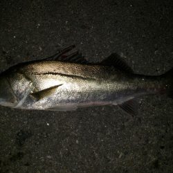 シーバスナイトゲーム