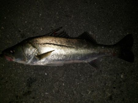 シーバスナイトゲーム