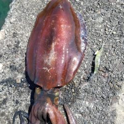 平日エギング♪