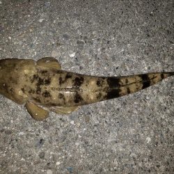 スズキさんが釣れない!