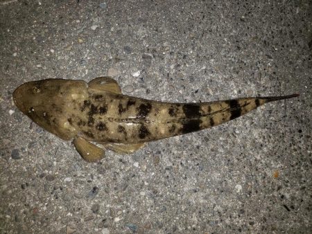 スズキさんが釣れない!