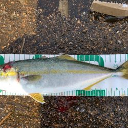 今シーズン初青物