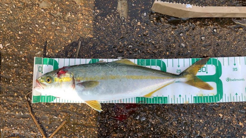 今シーズン初青物