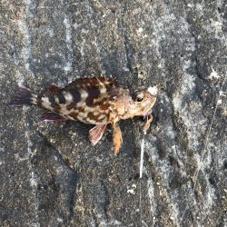 爆風なため五目釣り