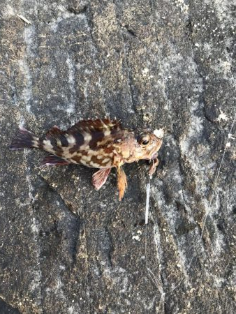 爆風なため五目釣り