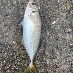 雨上がりにちょこっと♪