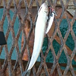 誕生日釣行！痛恨のバラシ…７種捕ったゾ(笑)