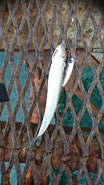 誕生日釣行！痛恨のバラシ…７種捕ったゾ(笑)