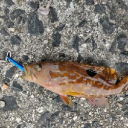 カサゴ、キジハタ等五目