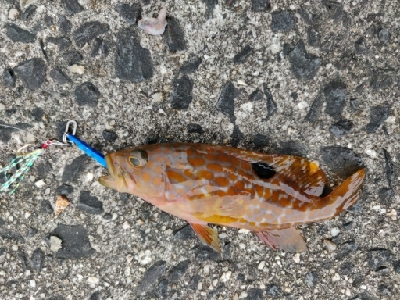 カサゴ、キジハタ等五目