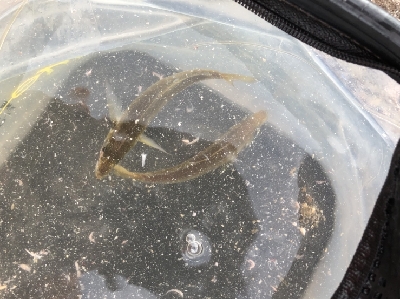 西大分赤灯台の釣果