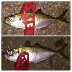 アジング1915〜2045