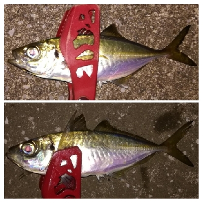 アジング1915〜2045