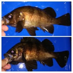 アジング1915〜2035