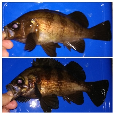 アジング1915〜2035