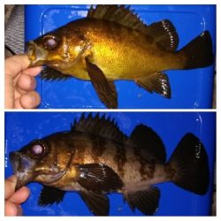 アジング1850〜2020