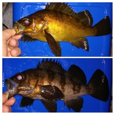 アジング1850〜2020