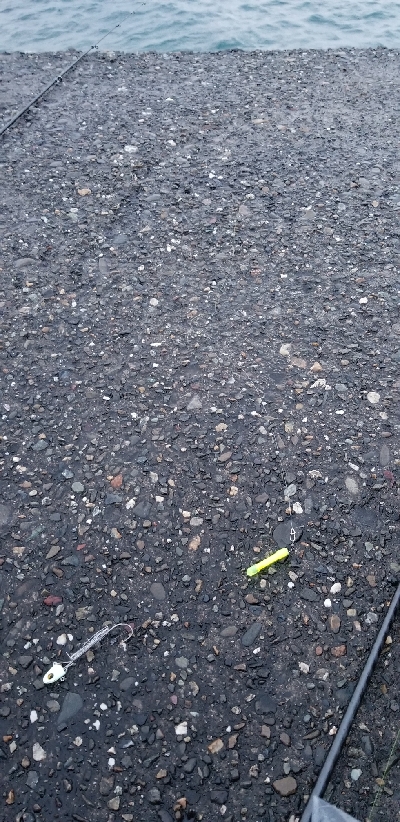 タチウオ&ツバス