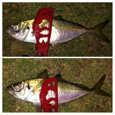 アジング1855〜2145