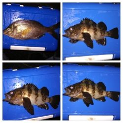 アジング1900〜2055