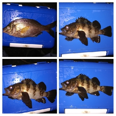 アジング1900〜2055