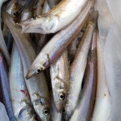 キス釣りからタチウオまで。好調!