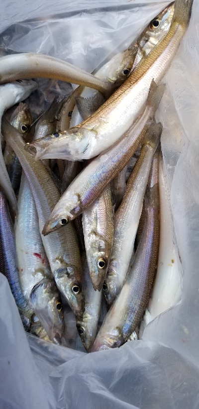 キス釣りからタチウオまで。好調!