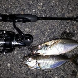 まだ、アジはおるかぇー?