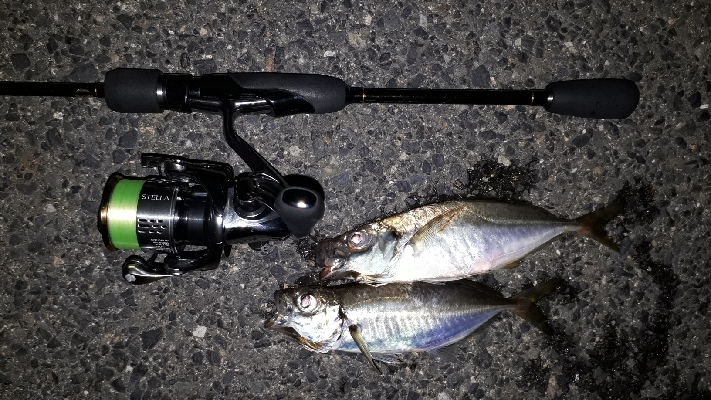 まだ、アジはおるかぇー?