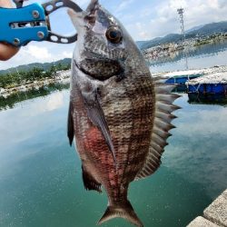 今日もチヌ狙い