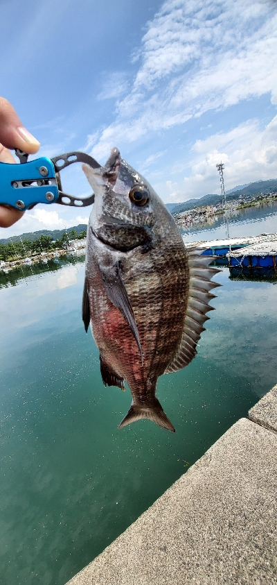 今日もチヌ狙い