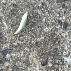 モジャコとチビタチ….