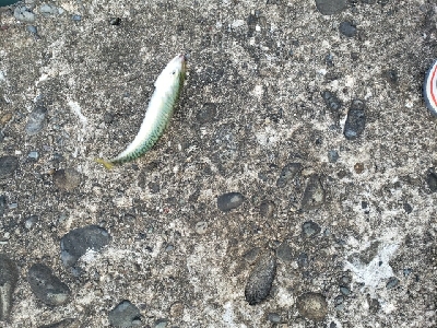 モジャコとチビタチ….