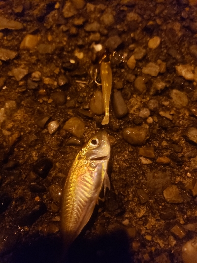 ナイトライトゲーム