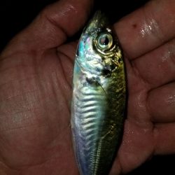 エサ無しサビキはルアーってことで